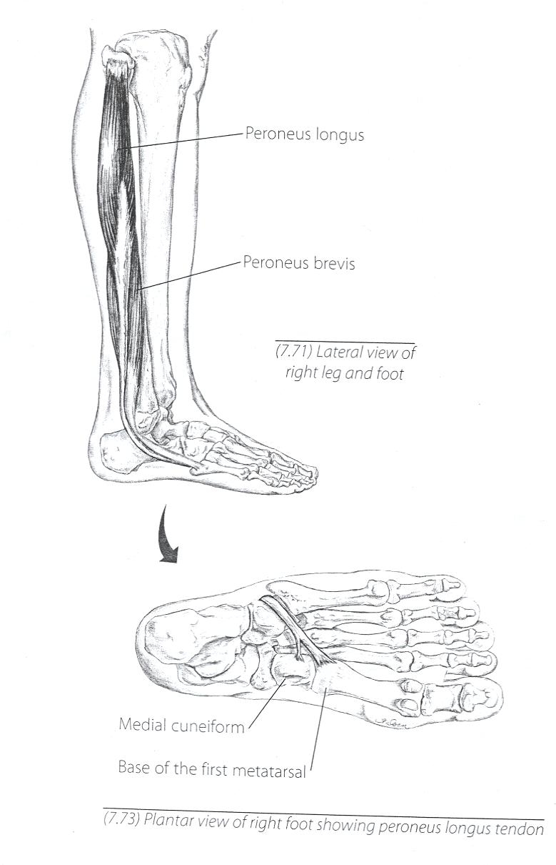 Peronius Longus