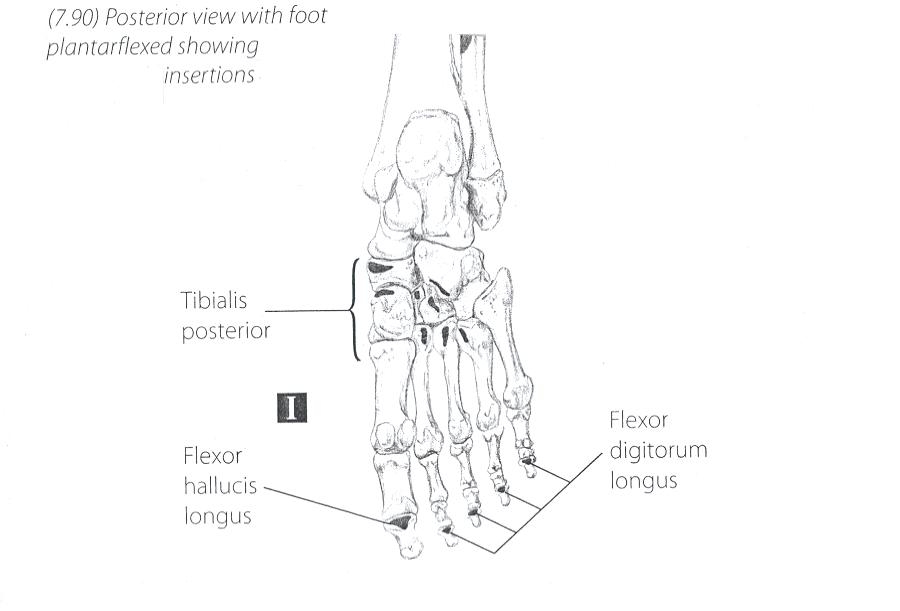 Tibialis Anterior 2