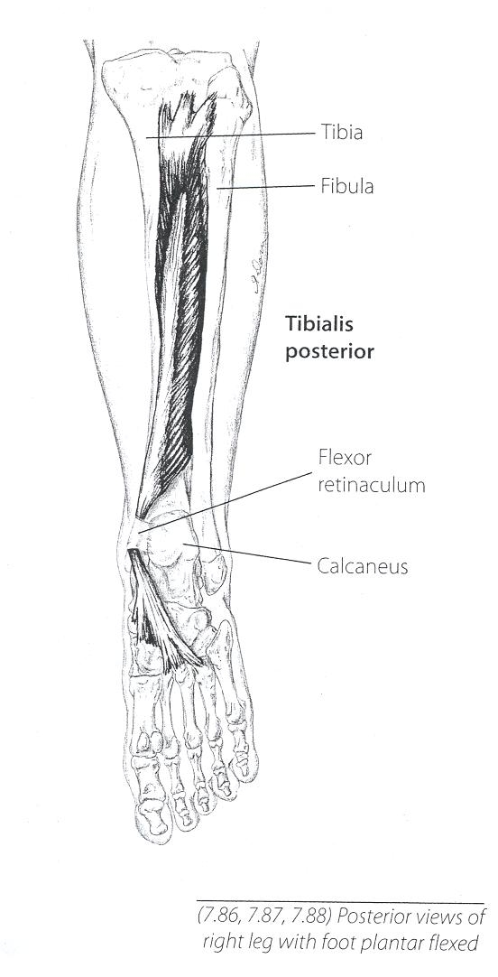 Tibialis Anterior