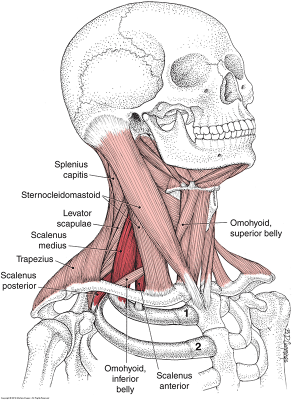 Neuromuscular Therapy and Headache Management for the Most Prevalent Types of Headaches
