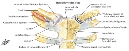 Sternoclavicular Joint 