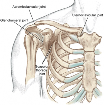 Joints of the Shoulder