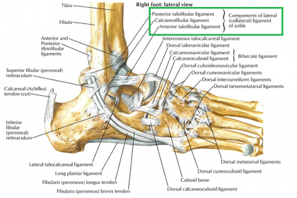 Lateral Ankle Ligament – Netter Plate 527