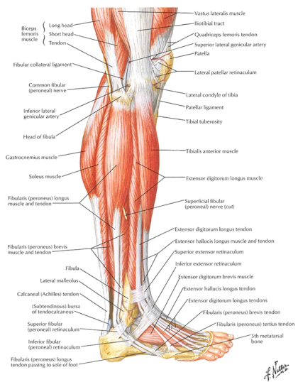 Lateral Leg Muscles – Netter Plate 521