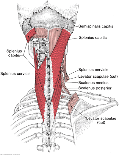 Splenius Capitis and Cervicis muscle – Figure 15-1<sup>3</sup>
