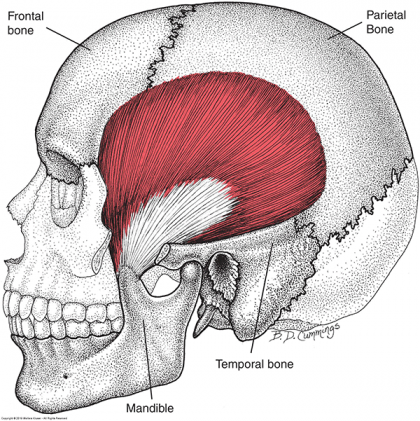 Masseter Muscle – Figure 9-1<sup>3</sup>