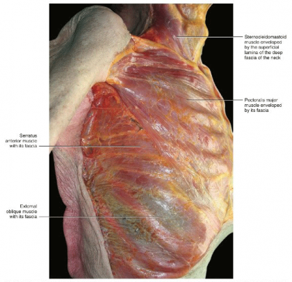 Figure 5.18 Anteriolateral view of the trunk. The serratus anterior muscle is deeper with respect to the pectoralis major muscle. The pectoral fascia passes over the serratus anterior to envelope the latissimus dorsi muscle.<sup>8</sup>