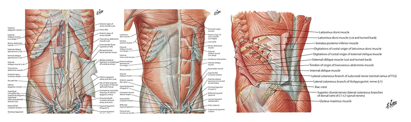 The Neuromuscular Role of Anterior Muscles in Low Back Pain